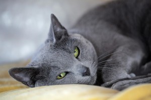 Создать мем: кошка, серый кот, русская голубая порода