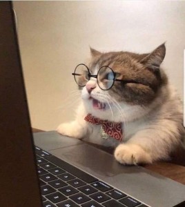 Создать мем: котик за компьютером, кот за компом, милый котик