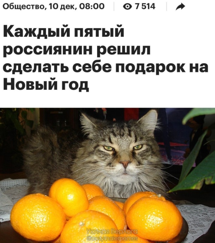 Создать мем: милые котики смешные, кошка и мандарины, кот