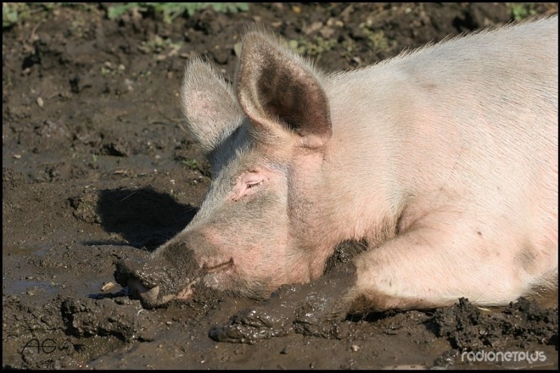 Создать мем: чума свиней, свинья в грязи, свинья в луже