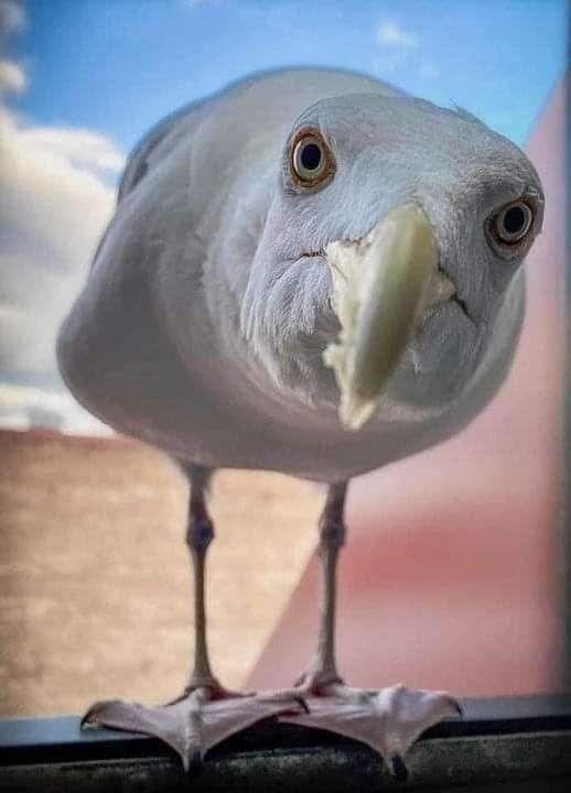 Create meme: Seagull , surprised Seagull, Seagull