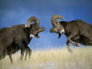 Создать мем: бараны бодаются, горный баран архар, самка барана