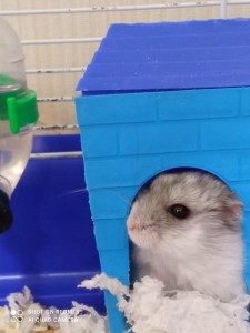 Create meme: Djungarian hamster, Djungarian hamster