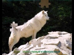 Create meme: wolf albino, wolf, wolf white