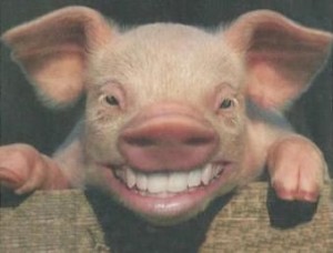 Создать мем: улыбка свиньи, поросенок смеется, домашняя свинья