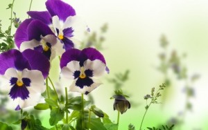Create meme: pansies on white background, butterfly pansies, Pansy