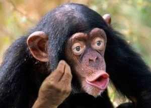 Create meme: the common chimpanzee, chimpanzees, monkey