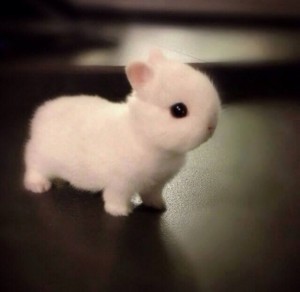 Создать мем: fluffy bunny, самые милые животные, карликовый кролик