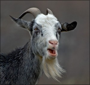 Создать мем: бешеная коза, козочка рогатая, нубийский козел рогатый
