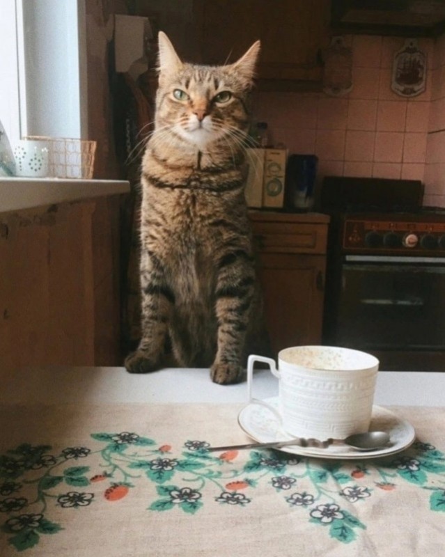 Создать мем: кот с чашкой чая, кот в чашке, котик на столе