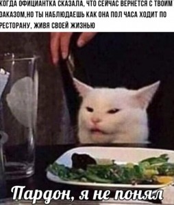 Create meme: memes with cats, cats, topical memes