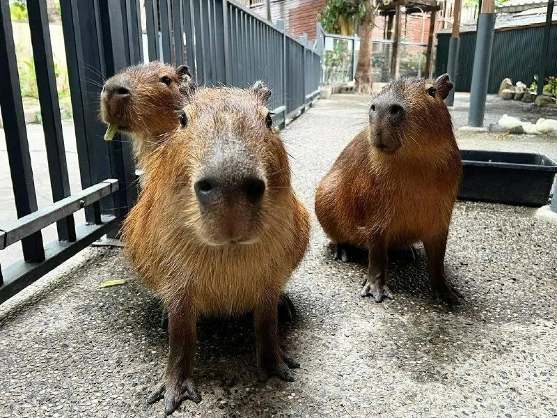 Create meme: the capybara , large capybara guinea pigs, white capybara