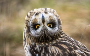 Create meme: owl, the owl turns its head 270 degrees, owl's head