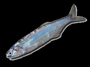 Создать мем: рыба семейства сельдевых, черноспинка рыба, каспийско-черноморский пузанок alosa caspia