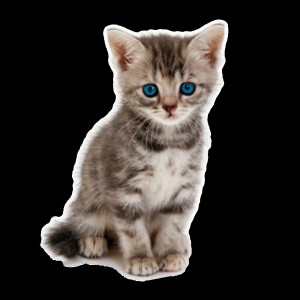 Create meme: grey kitten