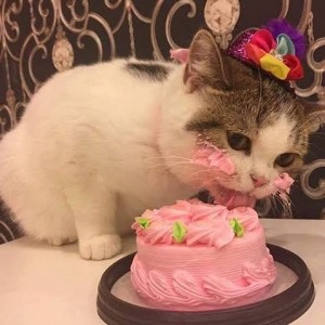 Создать мем: cake happy birthday, грустный кот с тортиком, торты коты