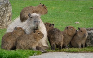 Create meme: capybara, the baby capybaras, the largest rodent is the capybara photos