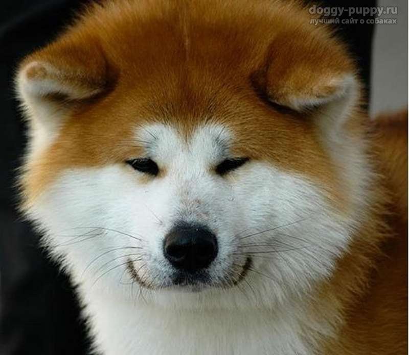 Create meme: shiba inu akita, breed Akita inu, dog Akita inu 