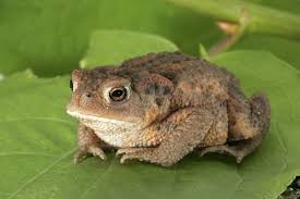 Создать мем: sapo, сходство и различие жабы и лягушки, common toad