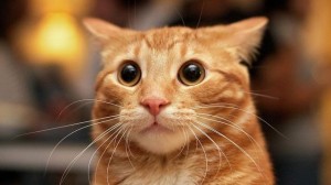 Create meme: the surprised cat, cat, cat