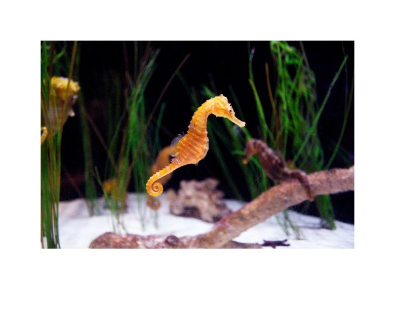 Create meme: seahorse , aquarium in moscow, aquarium 