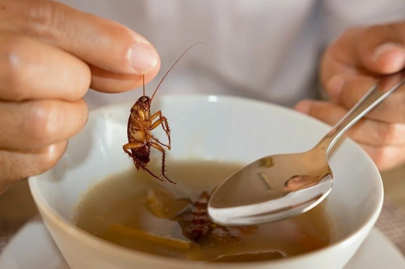 Create meme: cockroach , a cockroach in a plate, insect