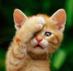 Create meme: kitties, cute, kittens red