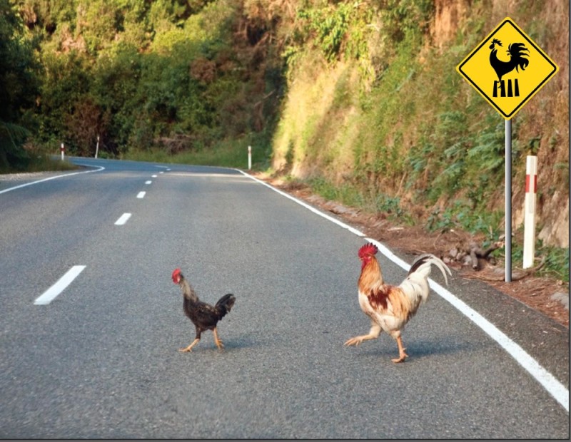 Create meme: Chicken on the road, cross road, chicken road