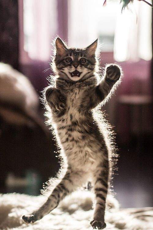 black and white dancing cat gif - WiffleGif