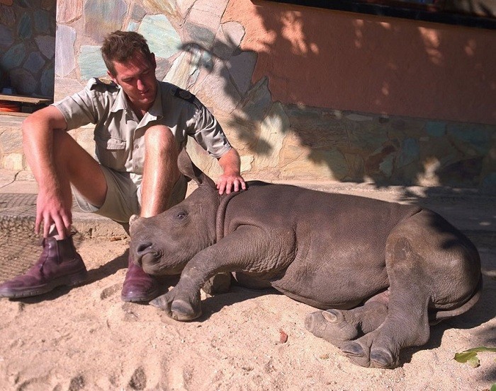 Создать мем: носорог животное, детёныши носорога очень опасные, детеныш носорога и убитая мама
