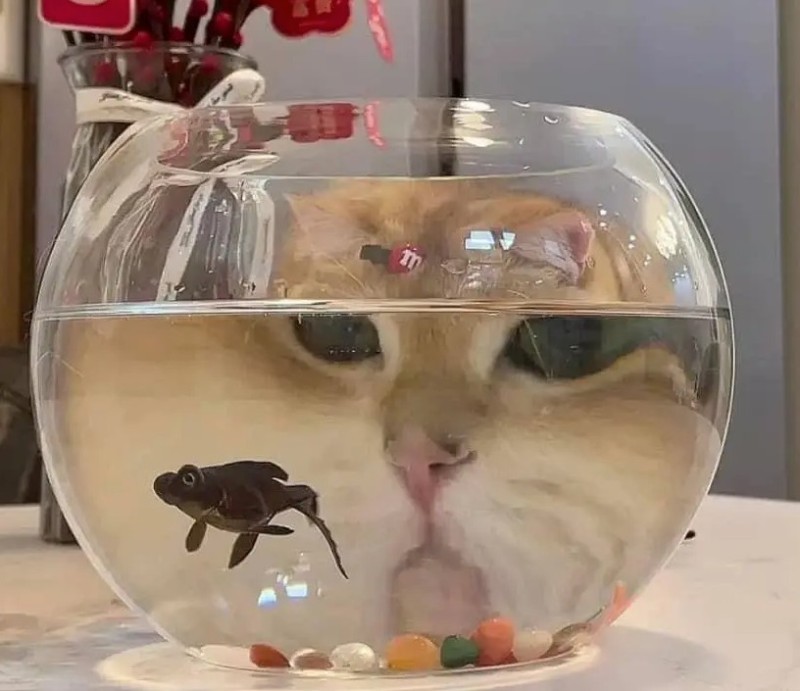 Создать мем: кот с аквариумом на голове, прикольные рыбки, кот и аквариум