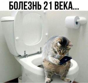Создать мем: туалет для кошек, унитаз, кот в туалете