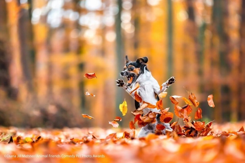 Create meme: autumn mood animals, animals in the fall, autumn morning with an animal