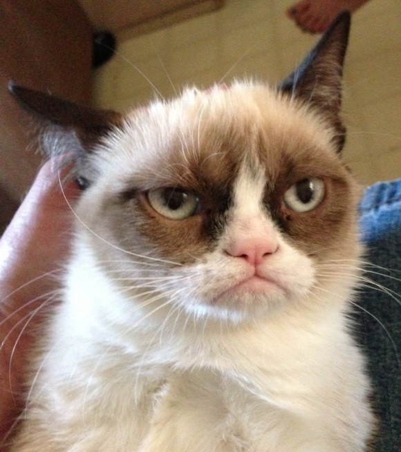 Create meme: unhappy cats, the most Snuffy cat ever, grumpy cat 