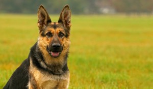 Create meme: German shepherd, dog German shepherd