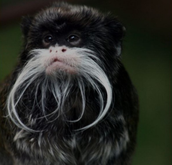 Create meme: The bearded Imperial tamarin, Imperial tamarin mustache, weird animals 