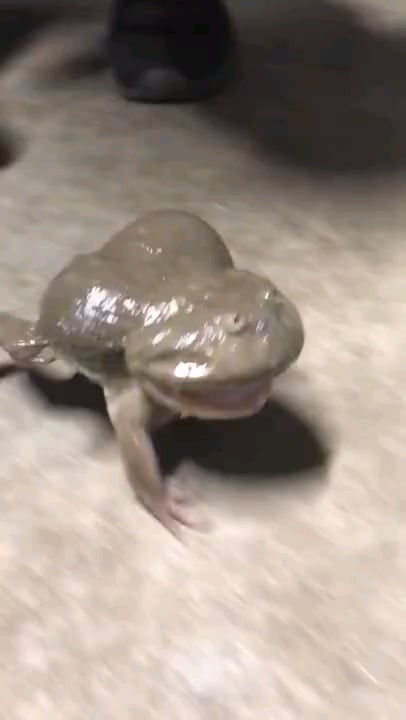 Create meme: toad mitosinka, screaming toad, frogs