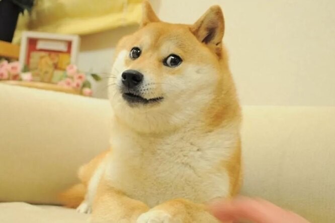 Create meme: the breed is Shiba inu, doge dog , shiba inu