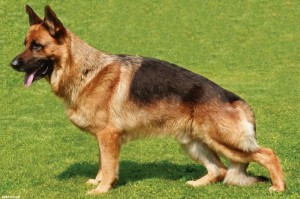 Create meme: German shepherd, German shepherd breed, German shepherd dog