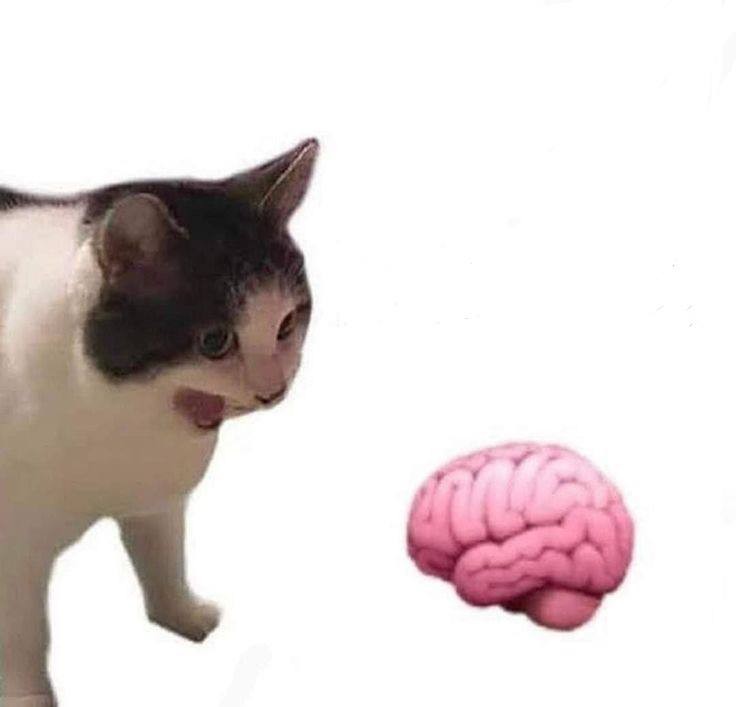 Создать мем: кот, мемный кот, мозг кота