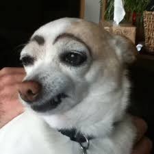 Create meme: dog with eyebrows, a dog with painted eyebrows, dog with eyebrows meme