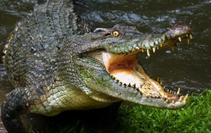 Создать мем: крокодил животное, крокодил с открытой пастью, крокодил аллигатор