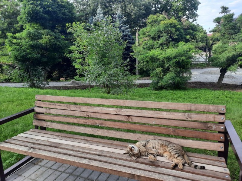 Create meme: cat , the cat is sitting on the bench, zelenogradsk cats