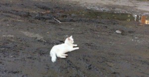 Создать мем: белая кошка в грязи, белые кошки, белый кот