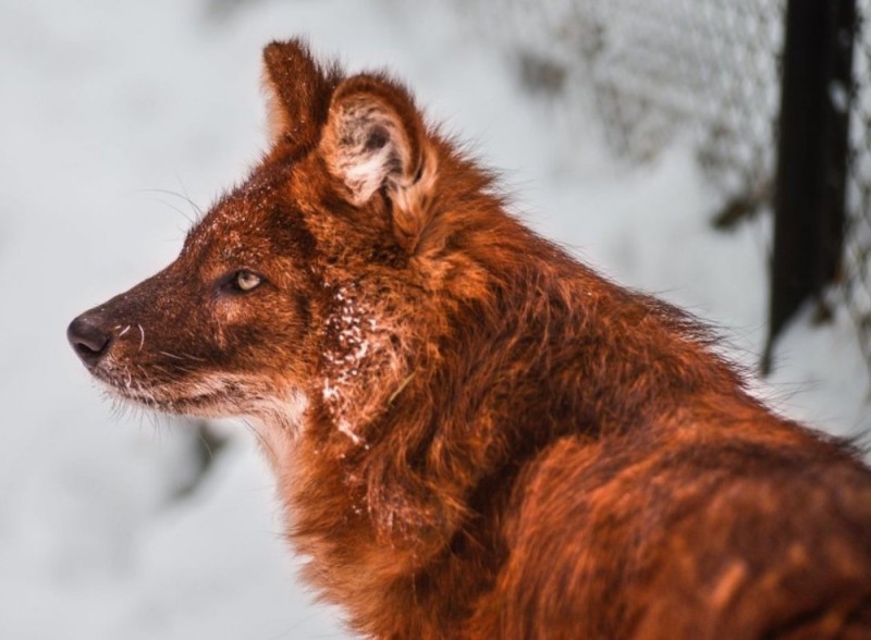 Create meme: red wolf, mountain wolf, red wolf (buanzu)