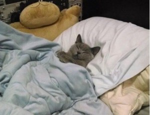 Create meme: cats, kitty is sleeping under the blanket, cat