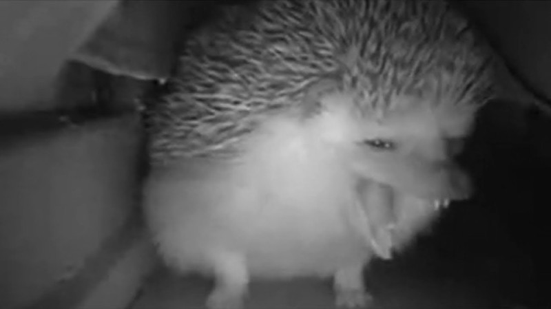 Create meme: hedgehog sneezes, prickly hedgehog, hedgehog hedgehogs