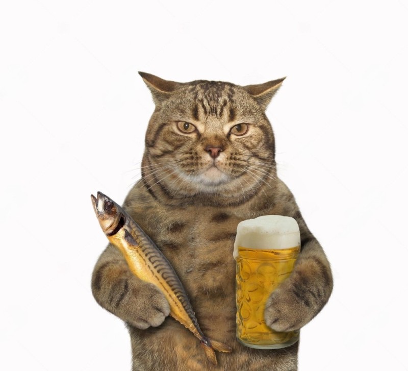 Create meme: cat with beer, cat with wine, cat 