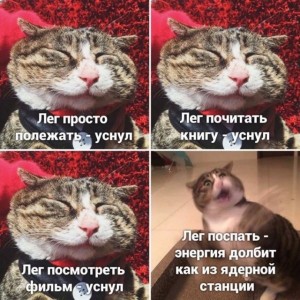 Create meme: European cat, memes with cats, cat