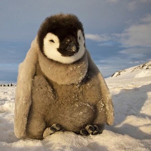 Создать мем: пингвины фотографии, императорский пингвин детеныш, пингвин птица